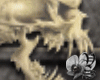 [VS]Skull n Bones