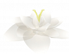 Krystal White Water Lily