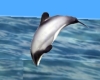 C2u 2-D Jumping Porpoise