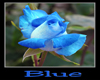 :) BLue Rose 6