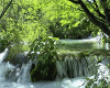 Ambiant forest waterfall