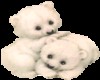 Cute Polar bears