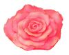 Simple Pink Rose