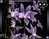 Plant Purple 3b Ⓚ
