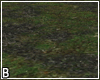 Grass
