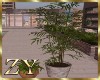 ZY: Home Plants