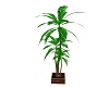 bcs Palm Plant w Song