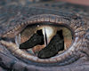 Black Crocodile Shoes