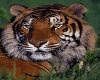 Ani Siberian Tiger