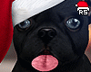 🎅 Christmas Puppy.