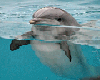Dolphin poster