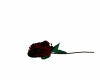 {LS} Red Rose 4 you