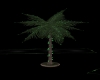 GR~ Cass Palm Tree II