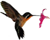hummingbird right side