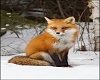 fox pic 1