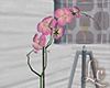 LC| Pink Orchid Plant