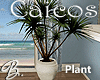 *B* Caicos Plant