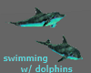 Swimming w/Dolphins