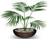 CH Potted Plant 2