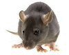 Animated Street Rat 