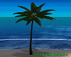 Palms Animated