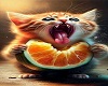 AS* Cat eat orange