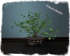 V. Decorative Plant