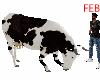 FEB - COW