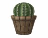 POTTED CACTUS  #2