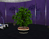 IdL indoor plant 4