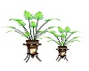  house plants