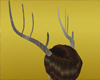 M*Stag Antlers (no ears)