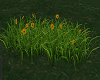 LIA - Flowers // Grass