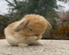 Cute Fuzzy Bunny