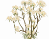 Exotic trees flowers 5