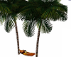 Mz.palm trees/hammock