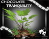 Choc Tranquility Plant