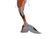 koi mermaid tail