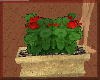 Geraniums Red Pot
