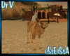 eSs*Camel arabic::DrV