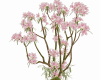 Exotic Trees Flowers 6