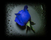 blue rose streaming radi
