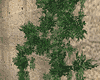 Wall vegetation