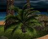 (K) Tropical mini palm