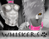 Whiskers :Tabby V2 Fur M