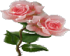sparkling pink roses