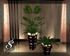 $ Honos plant duo