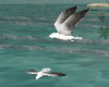 (KUK)seagulls in flight