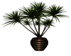 *AR* Yucca Plant