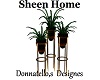 sheen plant